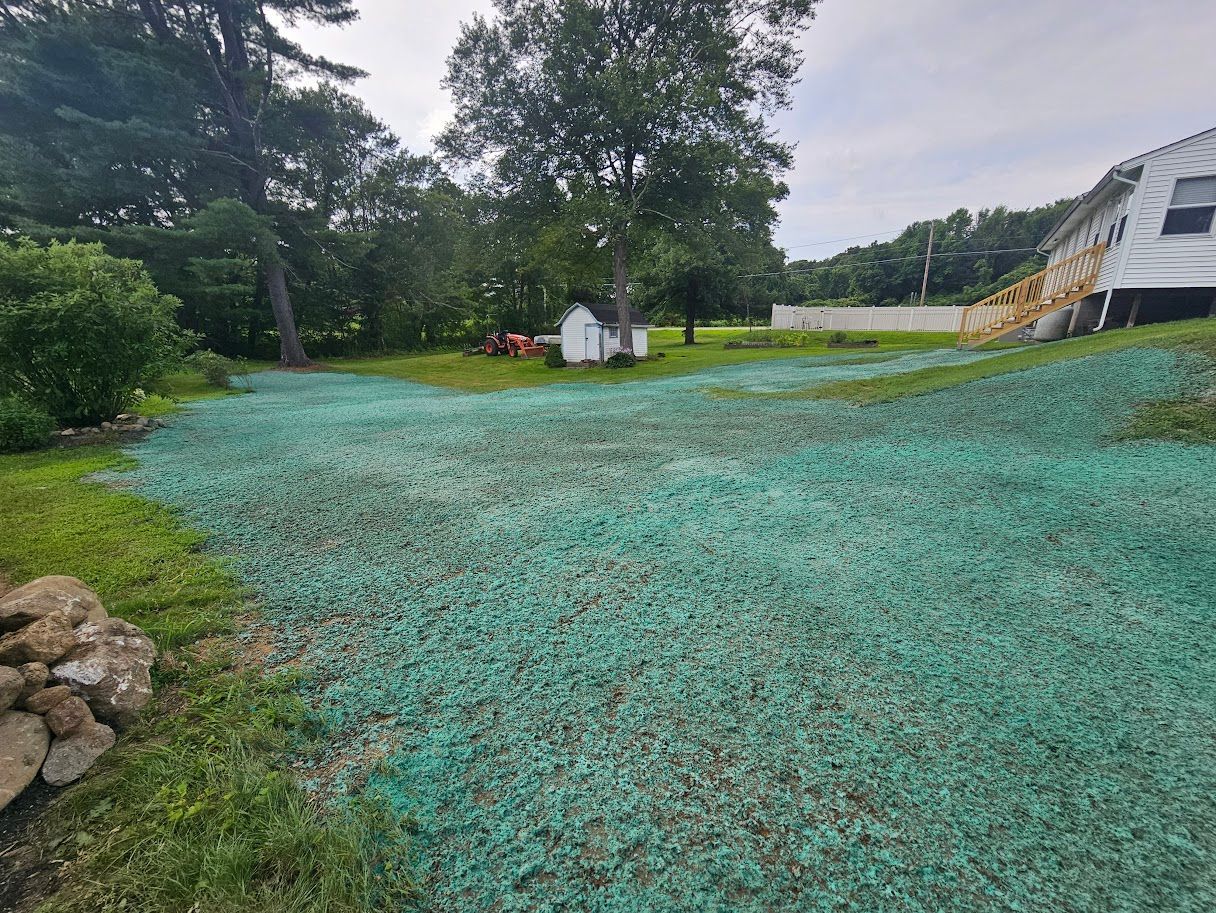 A residential yard with a large area covered in blue-green hydroseeded material, near a white house and a small shed