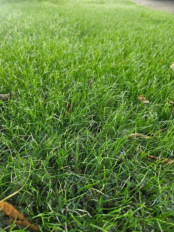 A close-up view of vibrant green blades of grass with a few scattered dry leaves on the ground