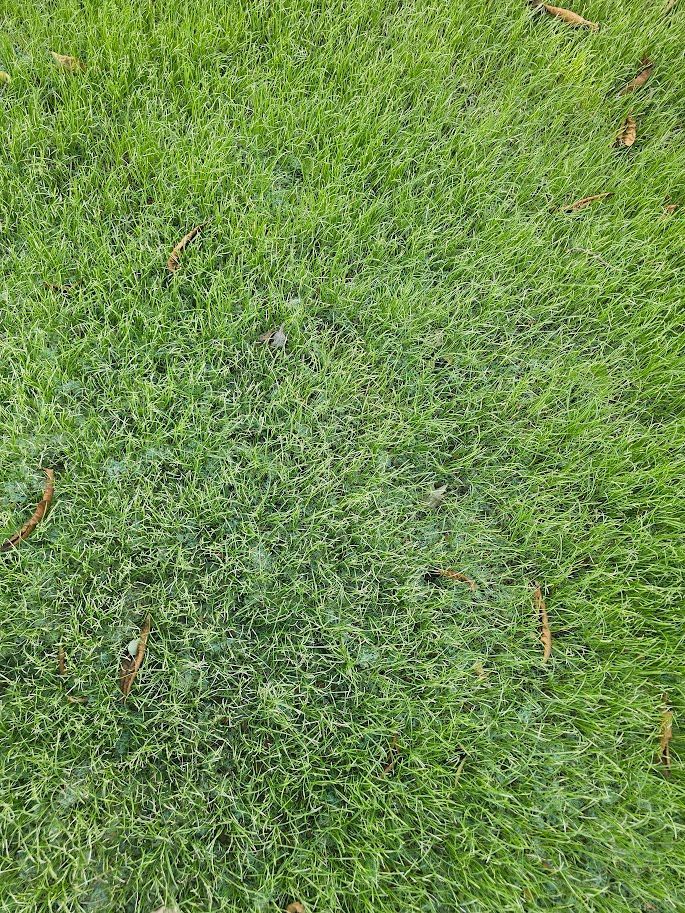 A close-up of a lush, vibrant green lawn with scattered dry, brown leaves resting on the grass blades