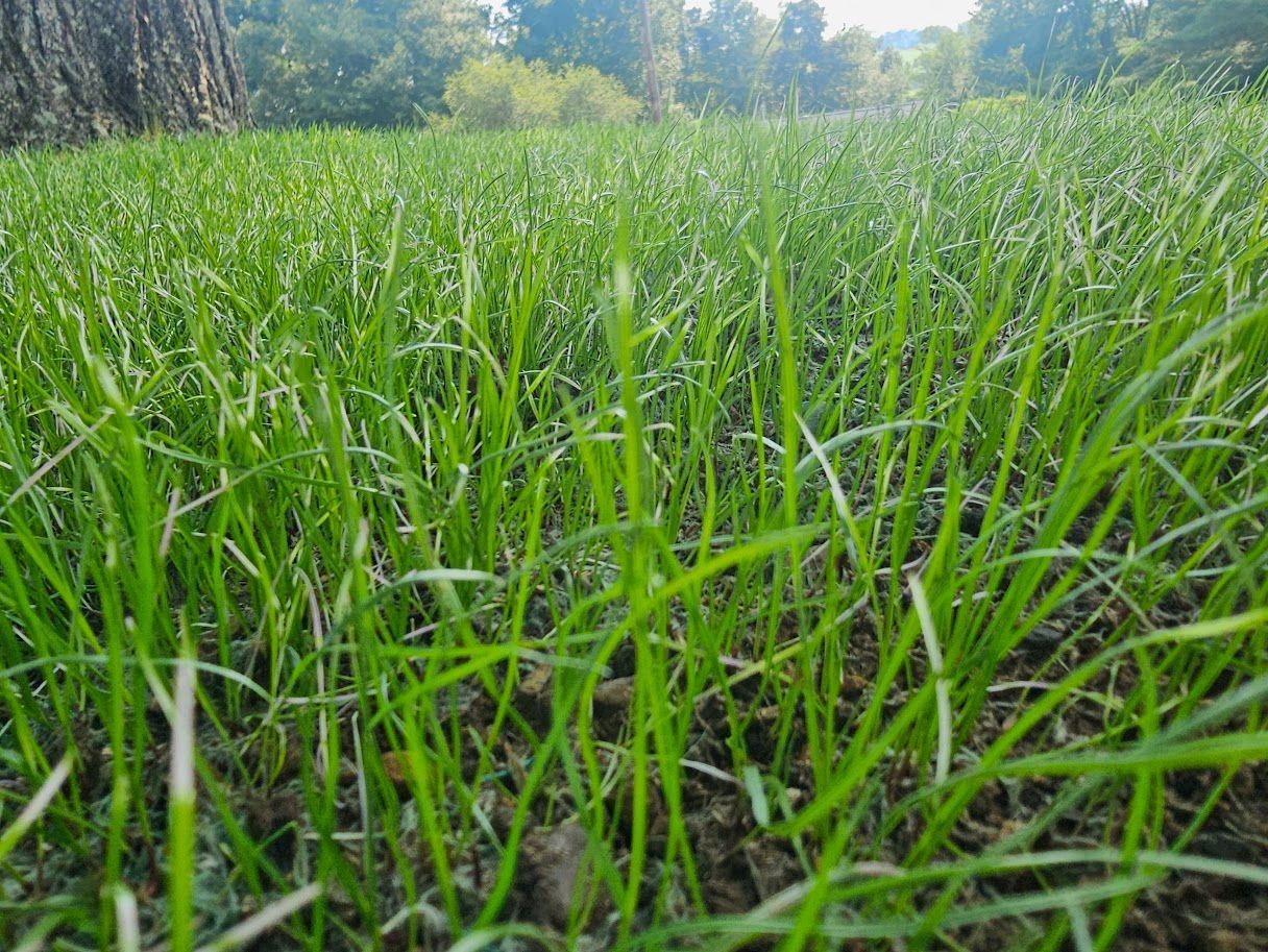 Close-up, low-angle view of lush green grass blades growing from dark soil in an outdoor park setting