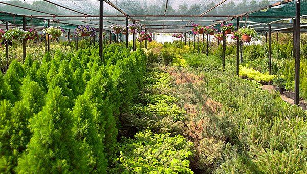 Plant nursery