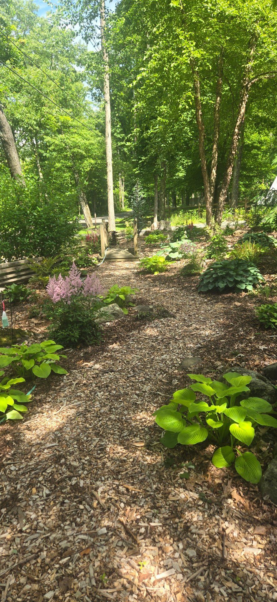 A path in the middle of a forest surrounded by trees and flowers.
