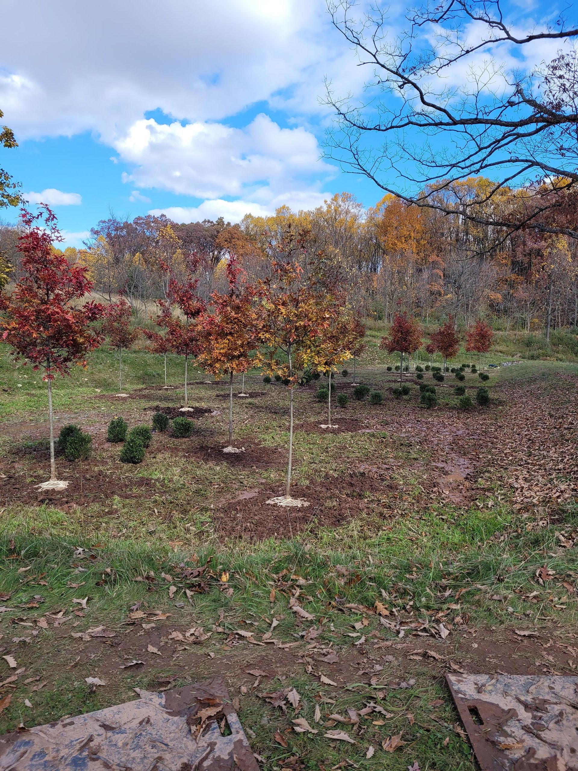 A field of trees with leaves on the ground and a blue sky in the background.