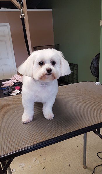 Dog Grooming Service