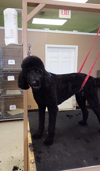 Dog Grooming Service