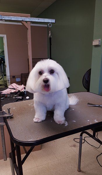 Man&rsquo;s Best Friend Dog Grooming Gallery | South Lyon, MI