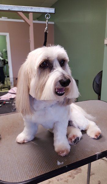 Dog Grooming Service