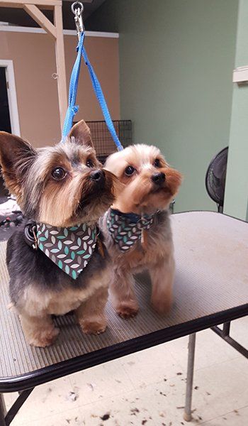 Dog Grooming Service