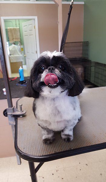 man-s-best-friend-dog-grooming-gallery-south-lyon-mi