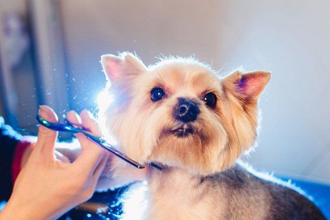 Dog Grooming Service