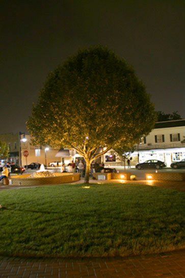 9/11 memorial tree, wall and landscape lighting