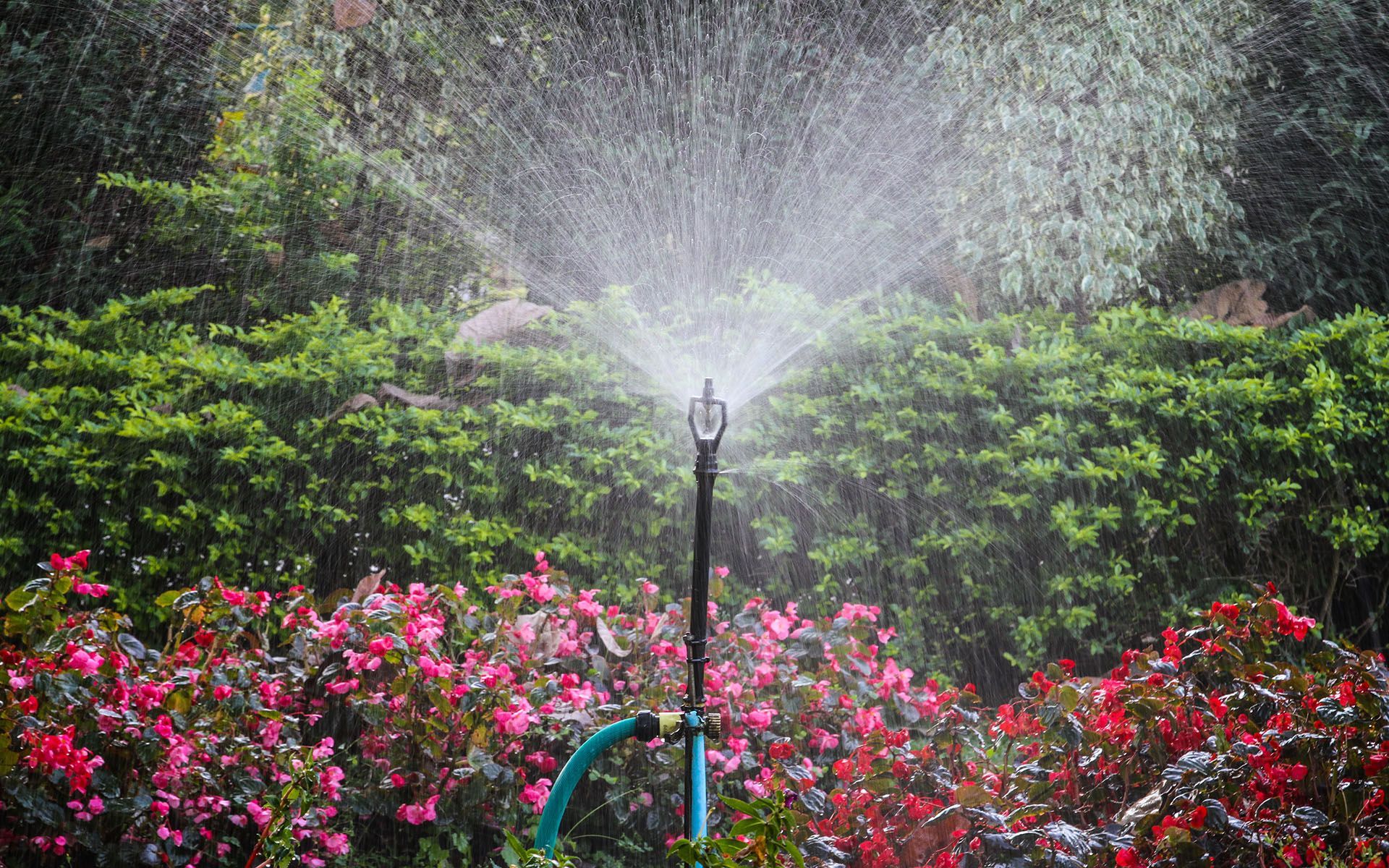 A sprinkler is spraying water on flowers in a garden.