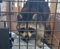 A small gray rabbit is sitting in the grass.