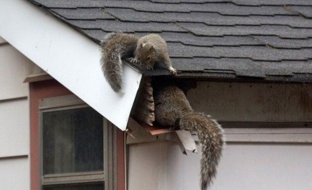 A piece of wood is laying on a blue carpet next to a wall.
