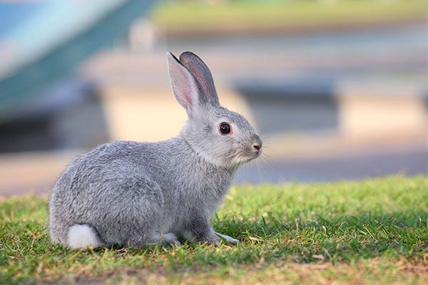 A small gray rabbit is sitting in the grass.