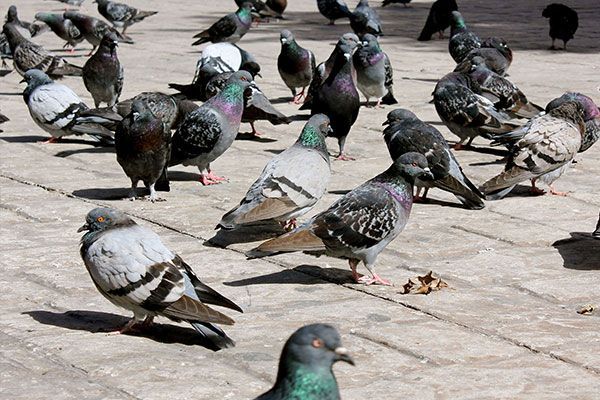 A flock of pigeons are standing on a sidewalk