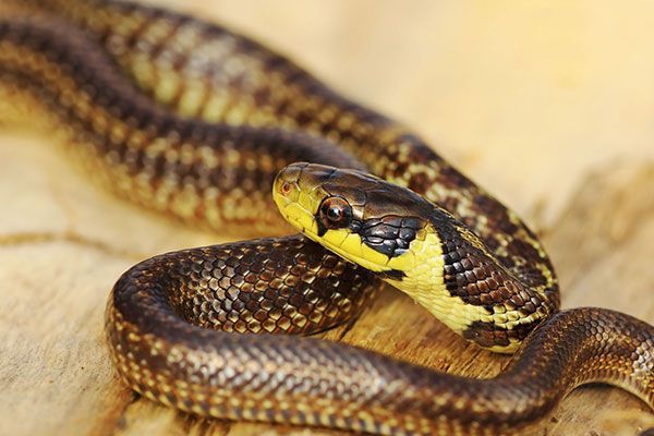 A close up of a snake on a wooden surface.