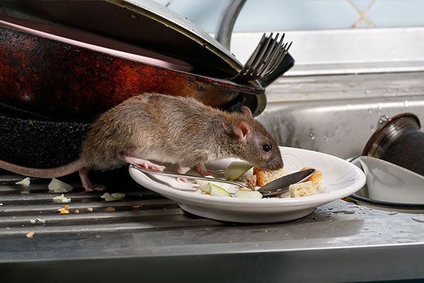 A rat is eating food from a plate in a kitchen sink.
