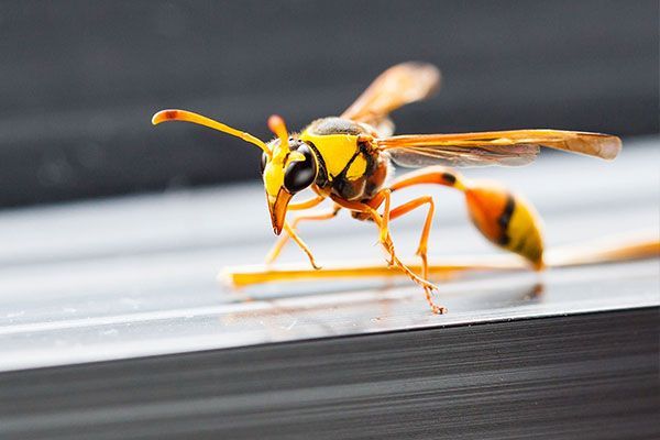 A close up of a wasp walking on a table.