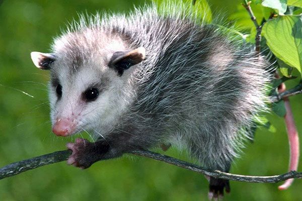 A piece of wood is laying on a blue carpet next to a wall.