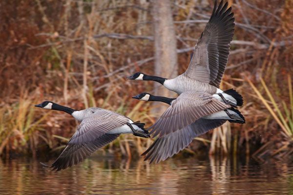 Three Canada geese in flight over calm water in front of a background of brown autumn brush.