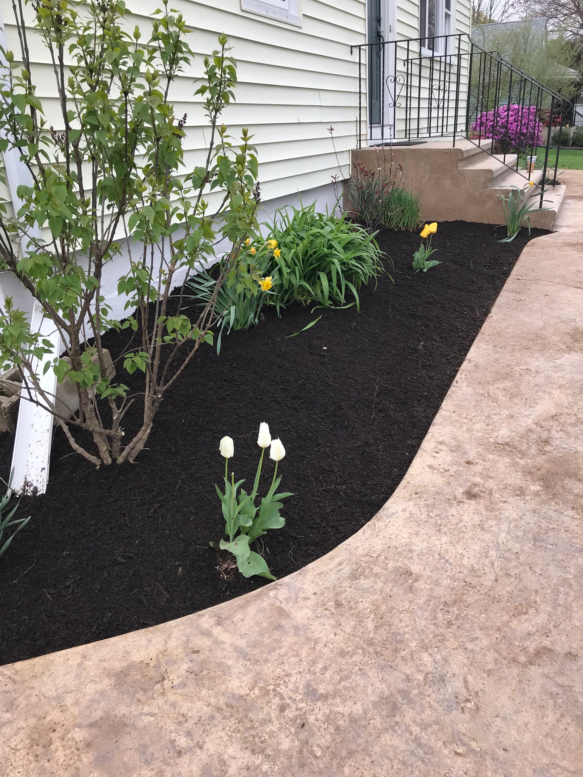 A sidewalk leading to a house with flowers and black mulch.