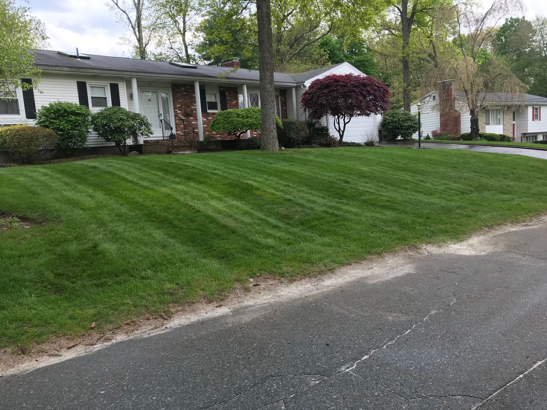 Man trimming a tall green hedge with a tool in a wooded area.