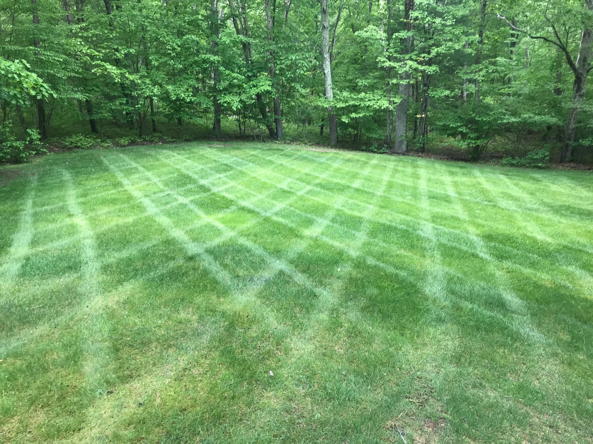 House with green lawn, lined with stripes, and blooming pink trees on a sunny day.