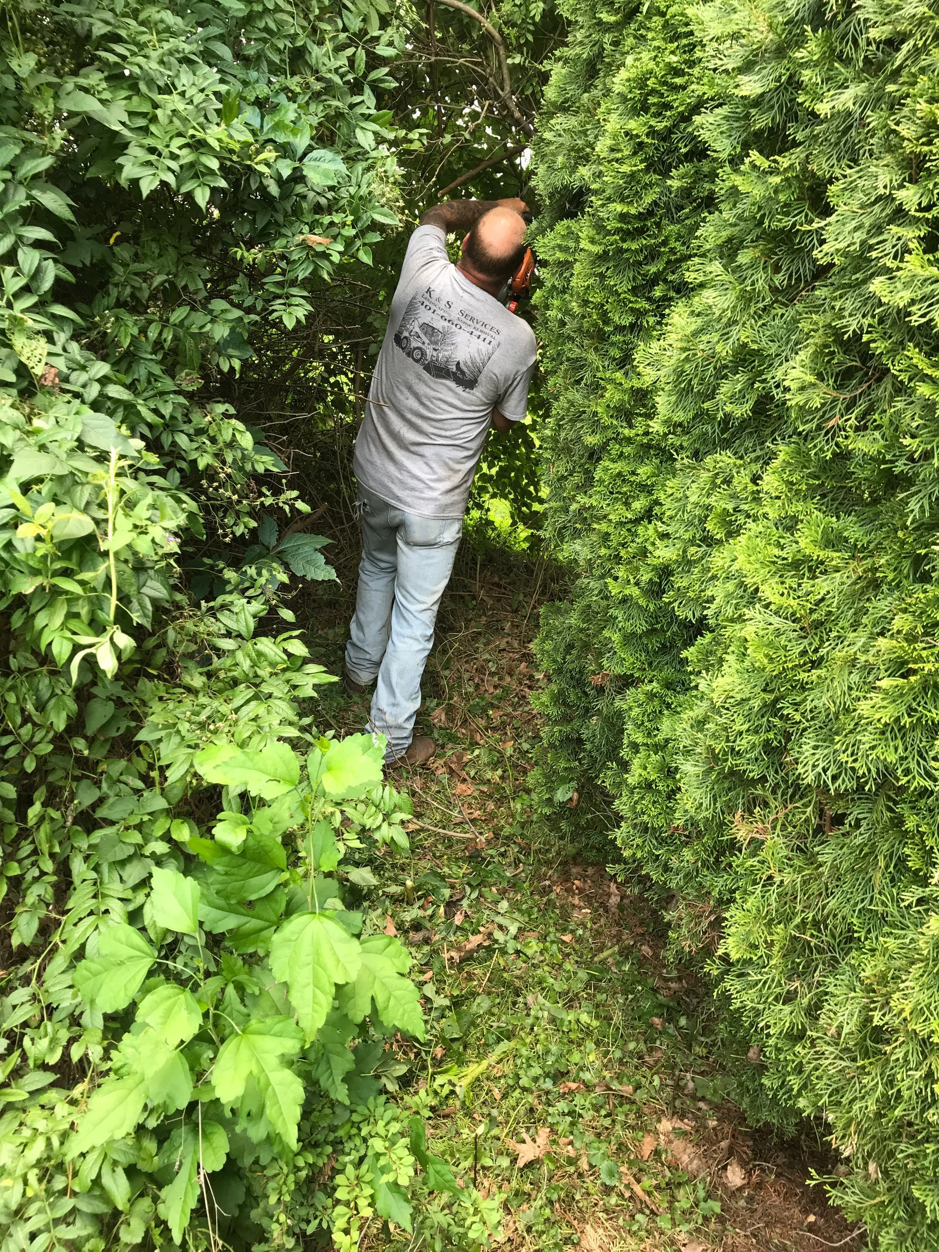 Man trimming a hedge with a tool in a dense, green outdoor space.