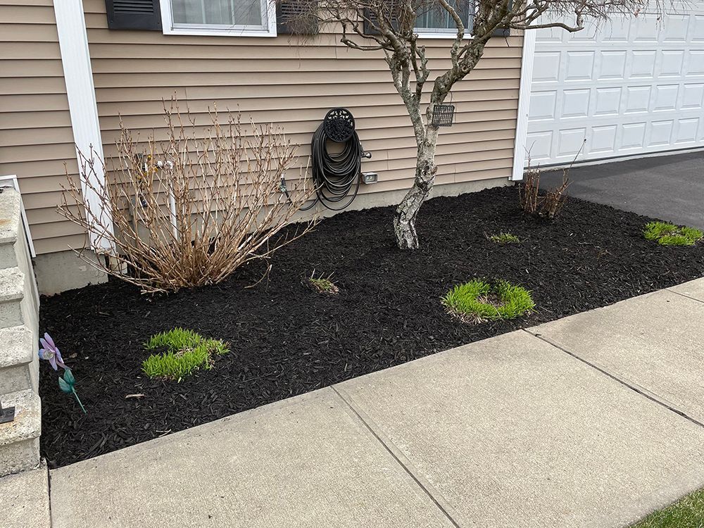 There is a tree in the middle of a garden in front of a house.
