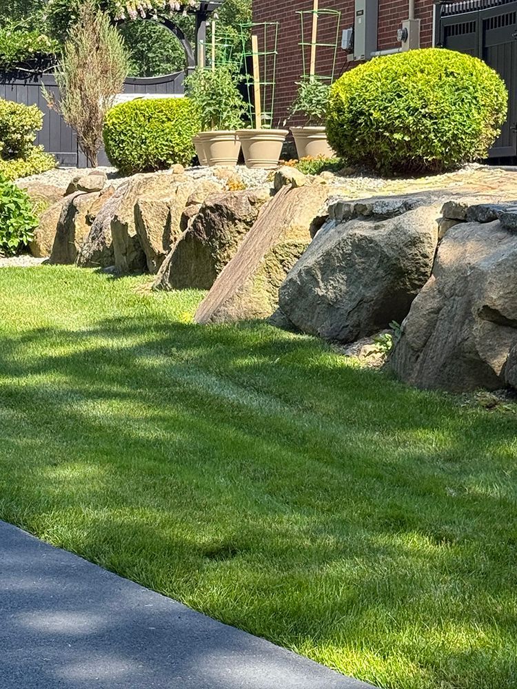 A lush green lawn with rocks and bushes in front of a house.