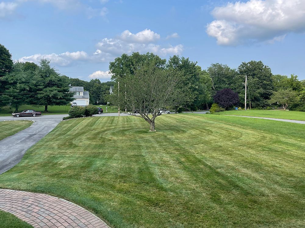 A lush green lawn with a tree in the middle of it.