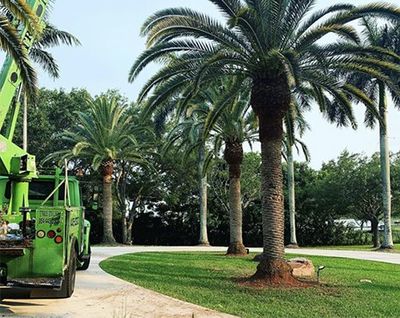 Tree Service Miami - South Florida - One Two Tree