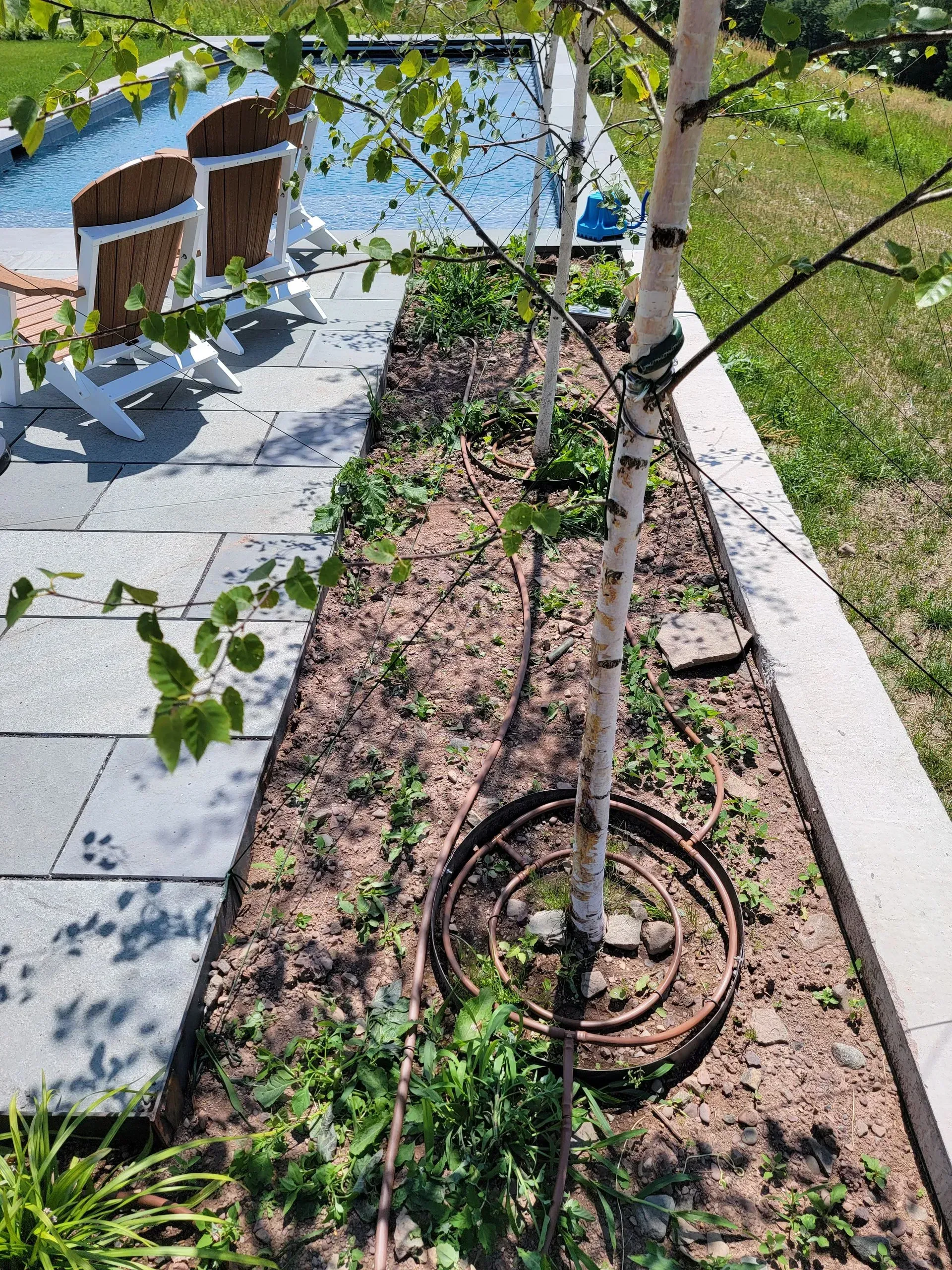Two birch trees with mulch beds and metal rings next to stone-paved pool deck with chairs.