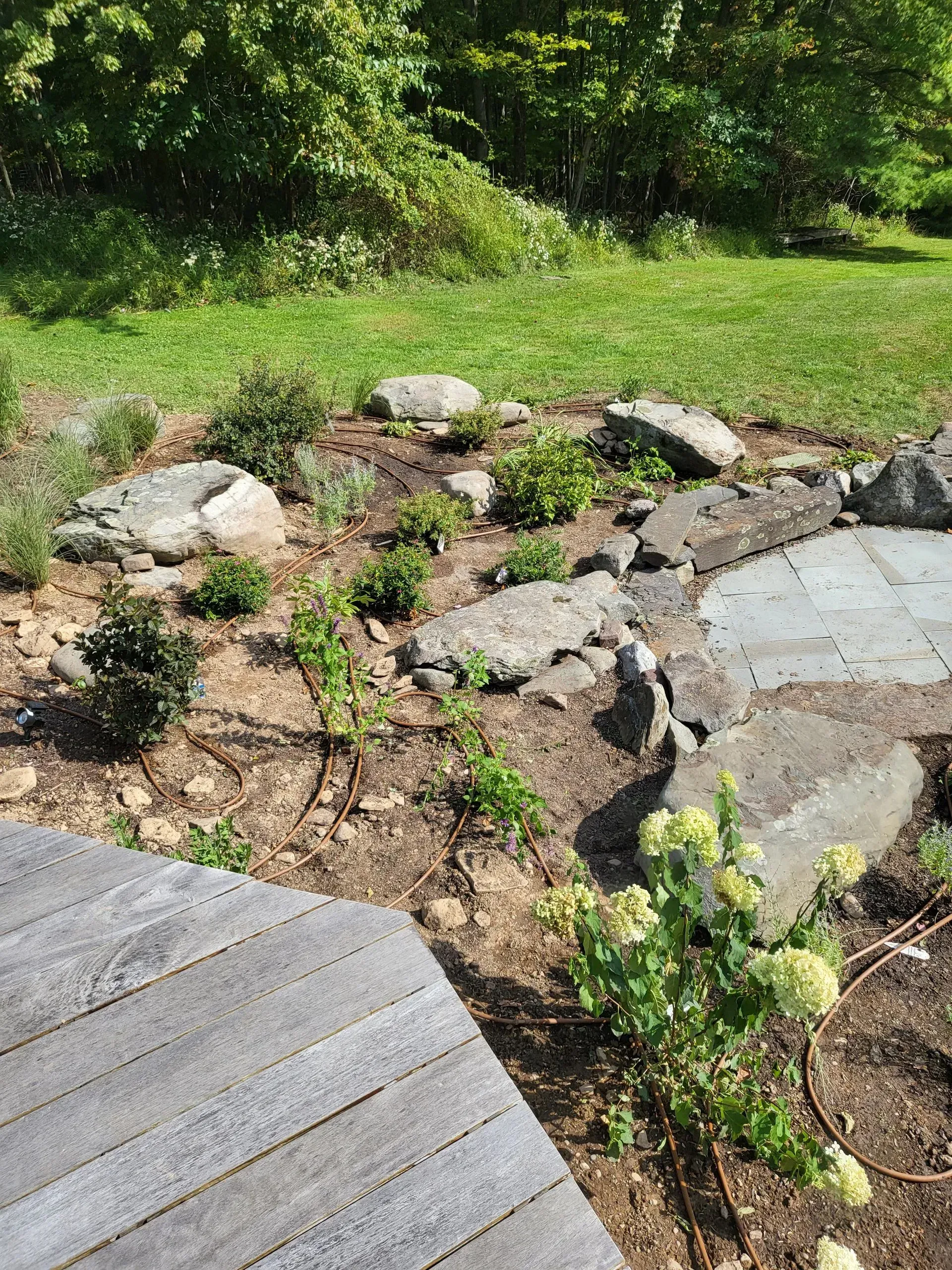 A garden with wooden planks in the foreground, various green shrubs, and large natural stones on mulched soil.