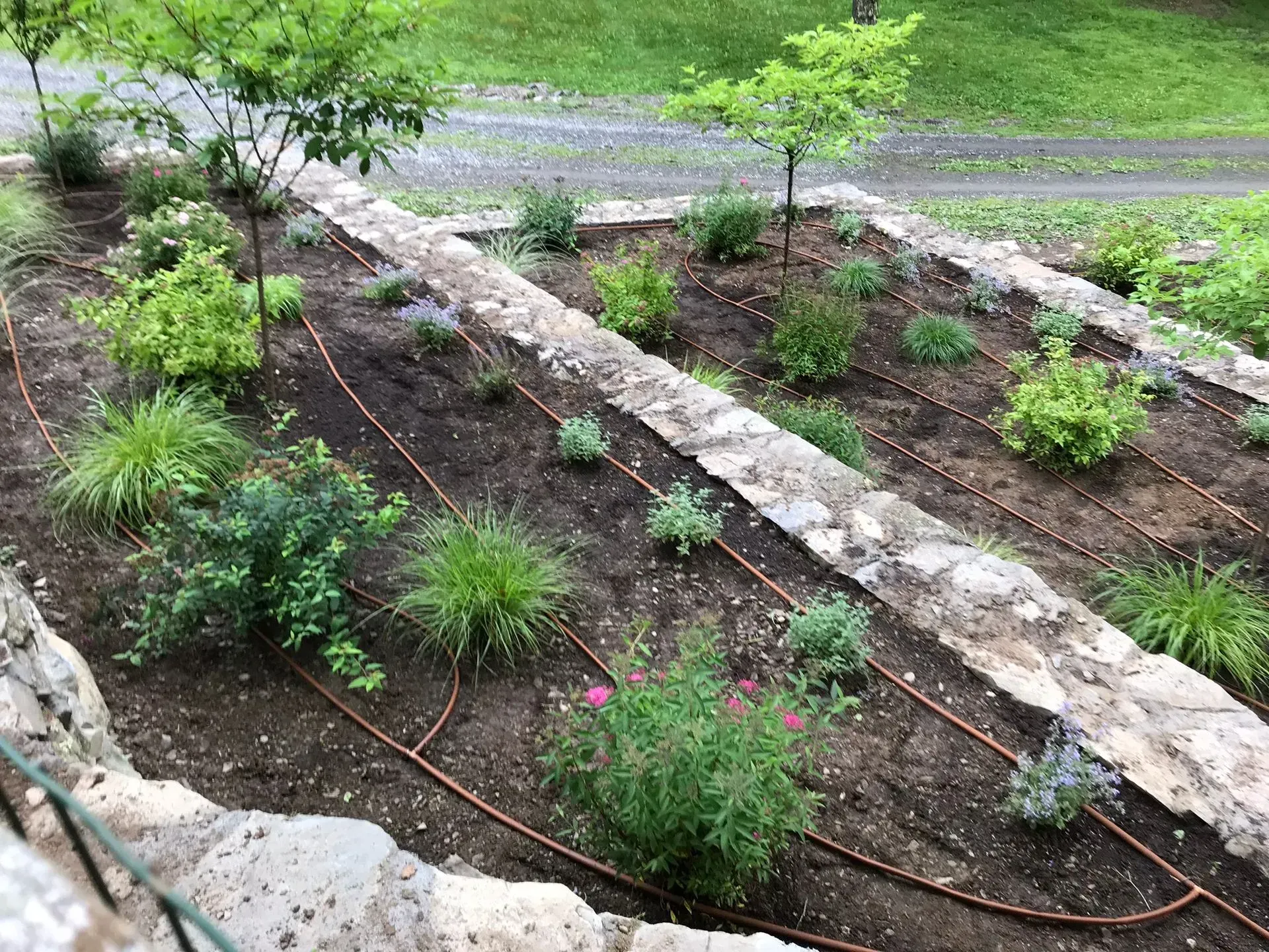 Terraced garden beds with small shrubs and perennials, watered by thin, brown irrigation lines over dark soil.
