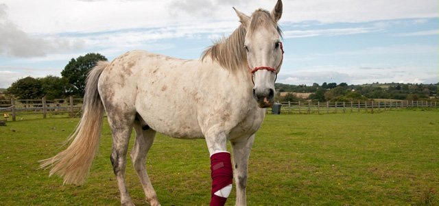 Wounded horse