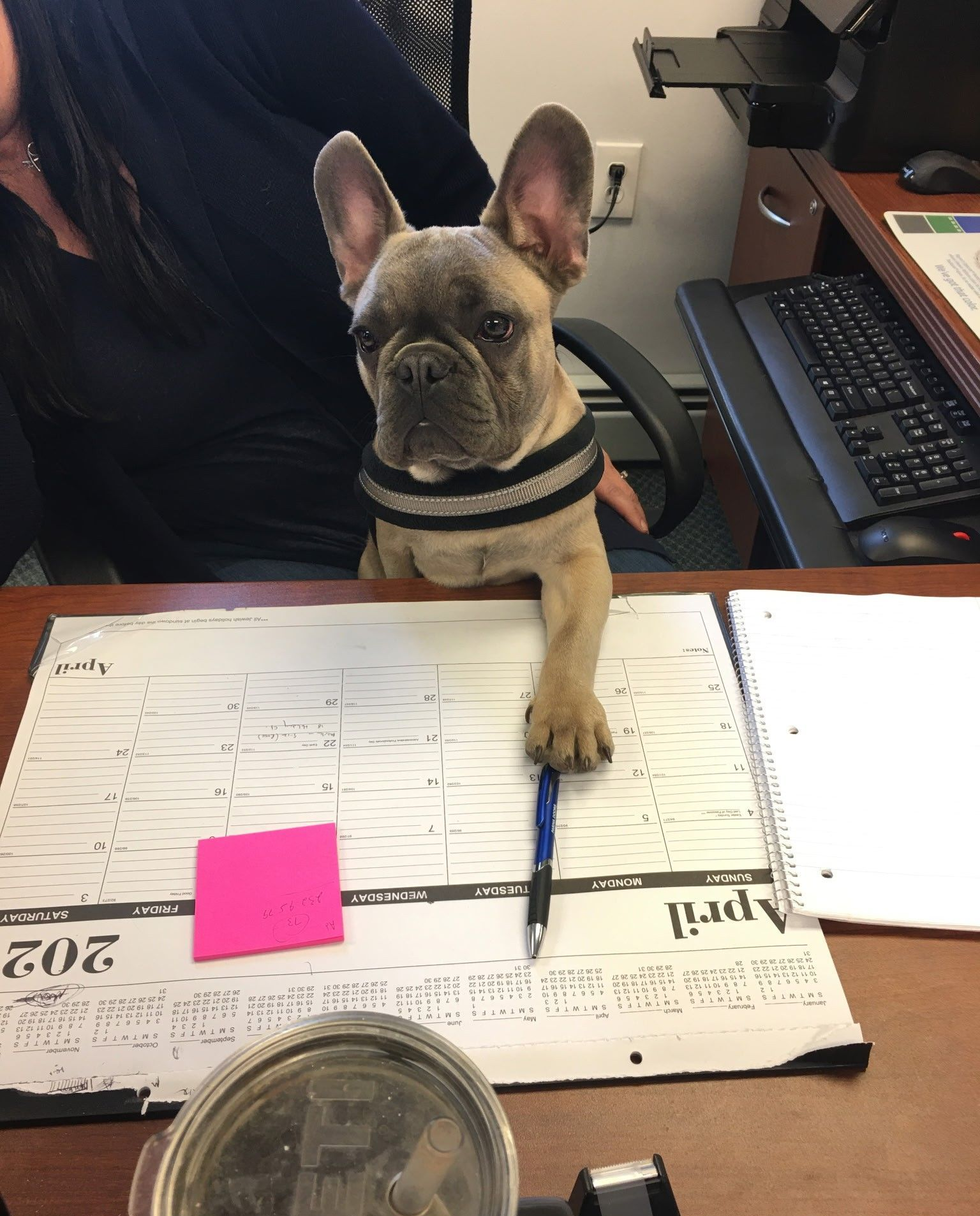 French bulldog at a desk with a pen, looking up. Wearing a striped collar and a pink sticky note on the calendar.