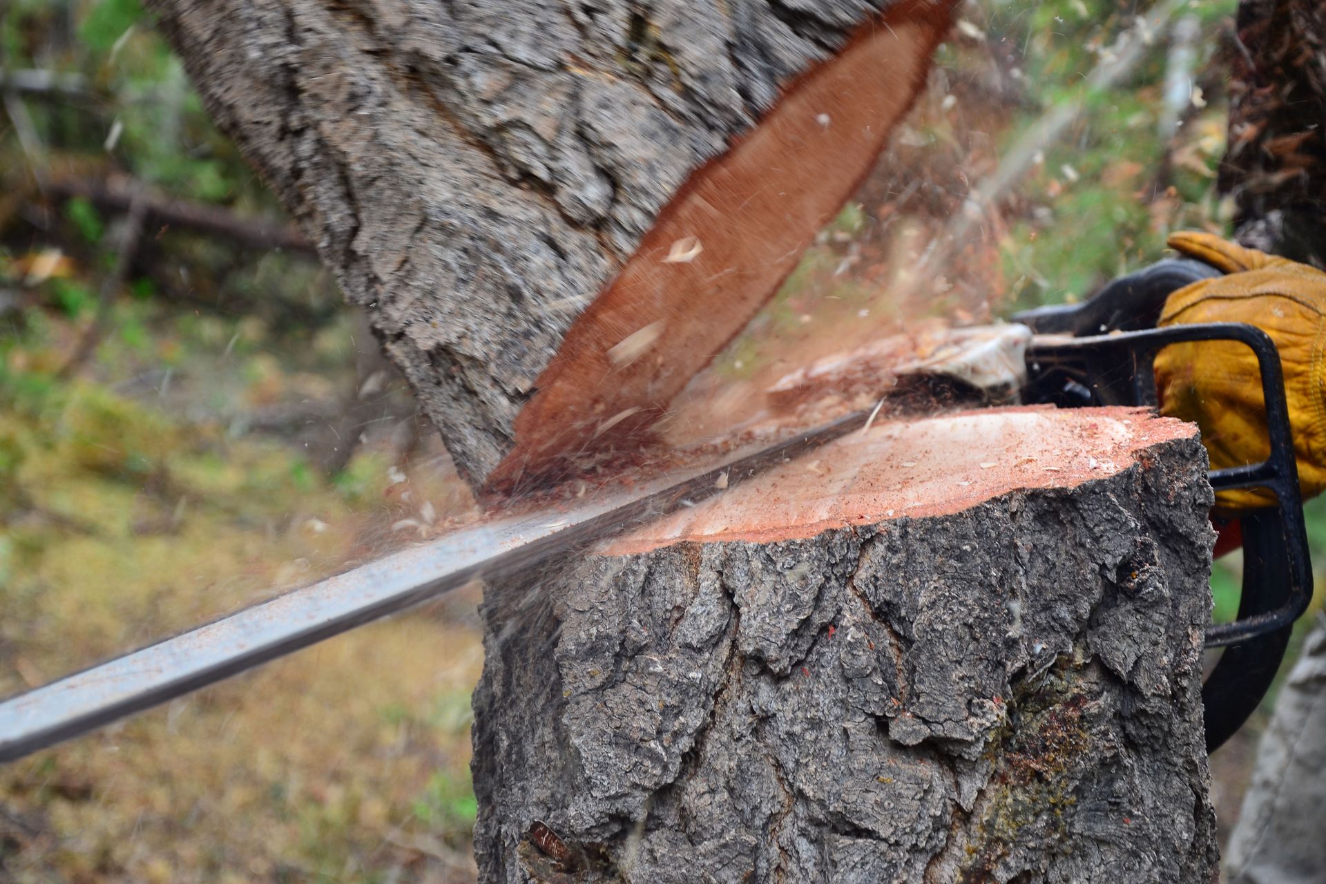 a person is cutting a tree with a chainsaw