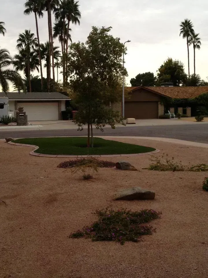 Desert front yard with young trees, gravel, and suburban houses at dusk.