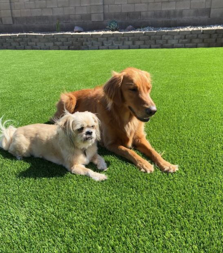 Two dogs relaxing on bright green grass in a sunny backyard.