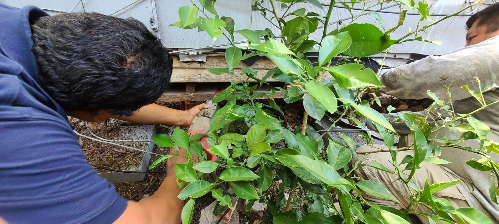 Person pruning a leafy plant by a brick wall, reaching into dense green foliage.