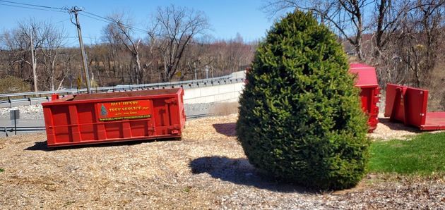 Red dumpster and evergreen shrub beside a roadside on a sunny day