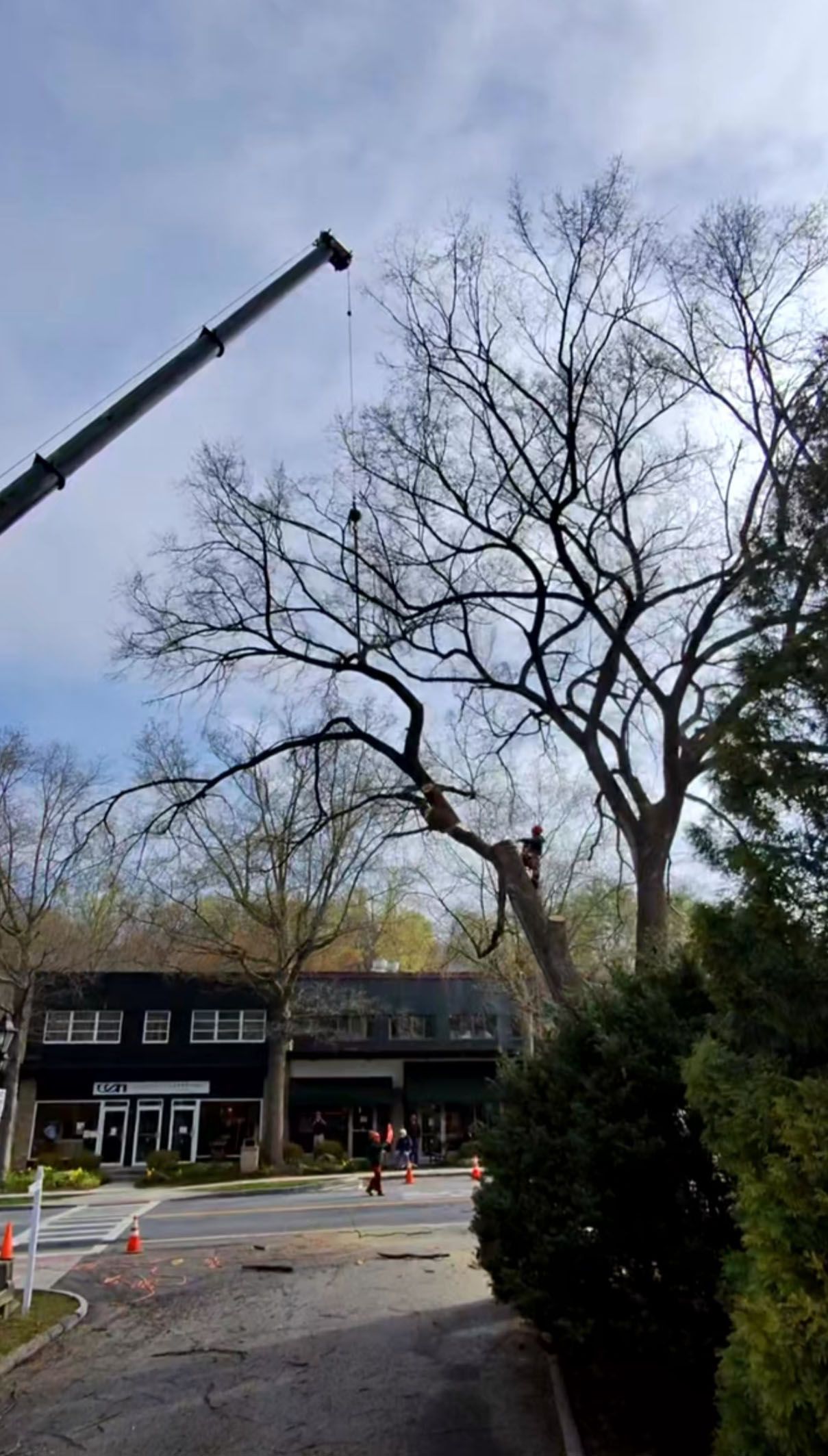Crane beside a leafless tree near a building and parked vehicles under a cloudy sky.
