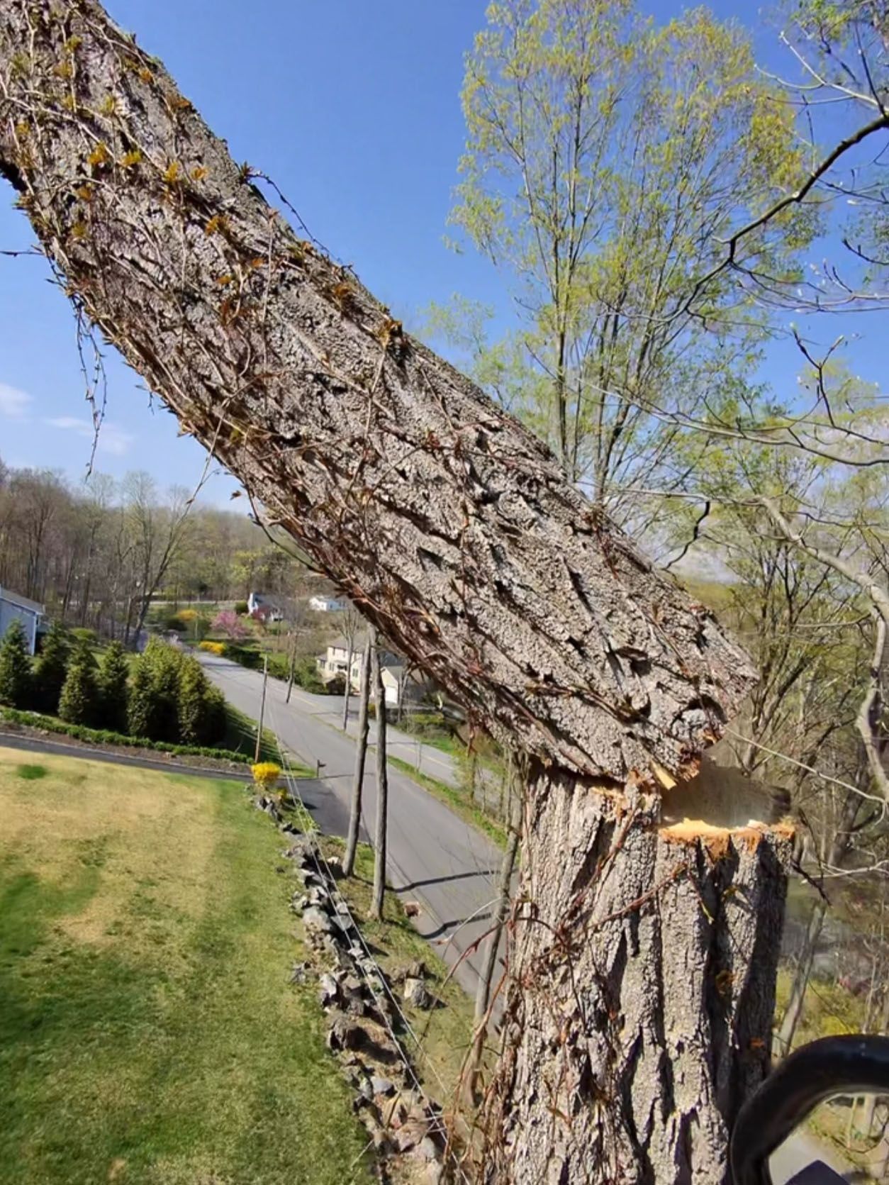 Broken tree trunk and branch in a grassy park beside a road, with a fresh cut stump and spring trees in the background.