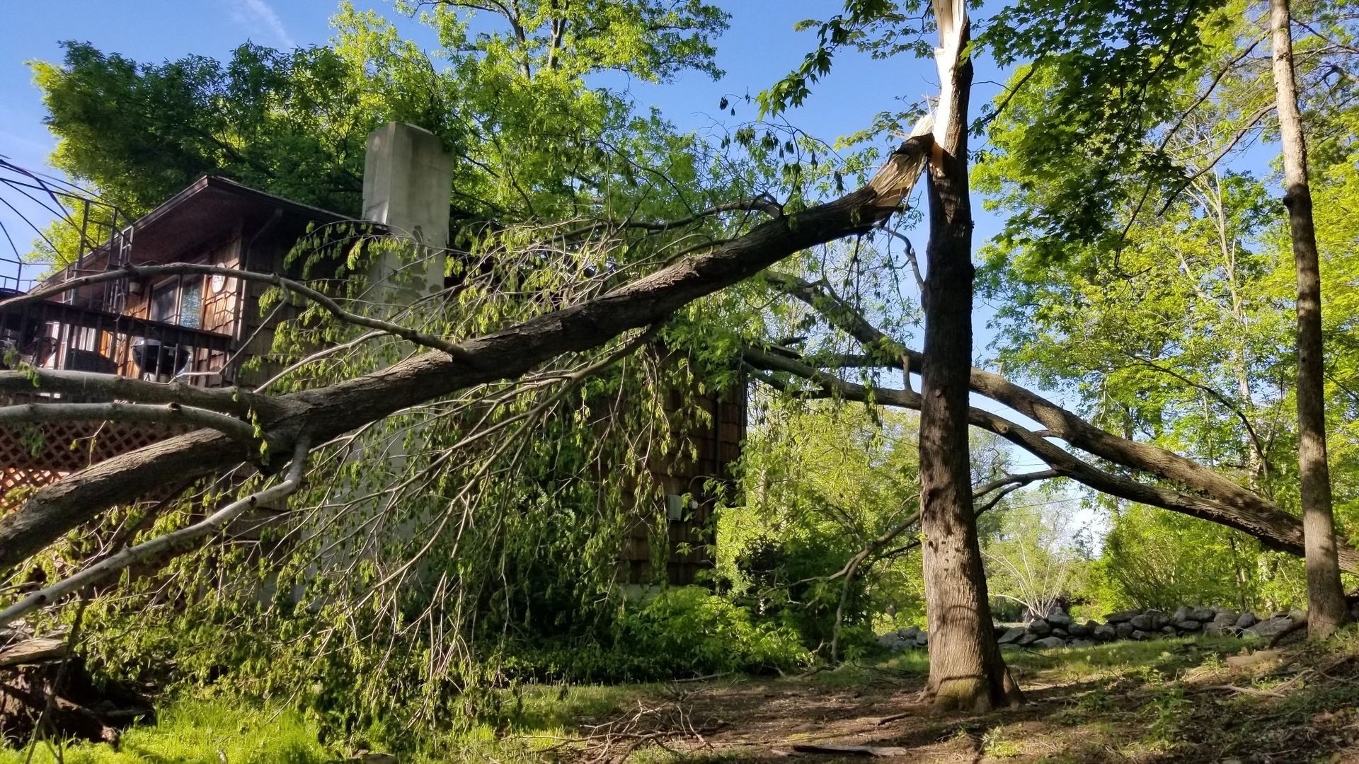 Rural yard with fallen tree limbs crossing a sunny wooded scene beside a cabin