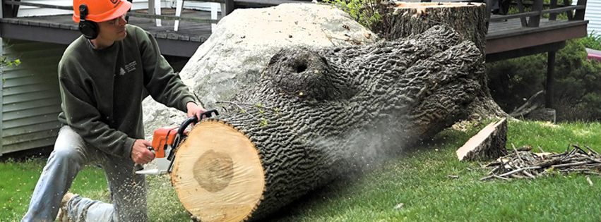 Person using a chainsaw cuts a large fallen tree trunk on grass near a building