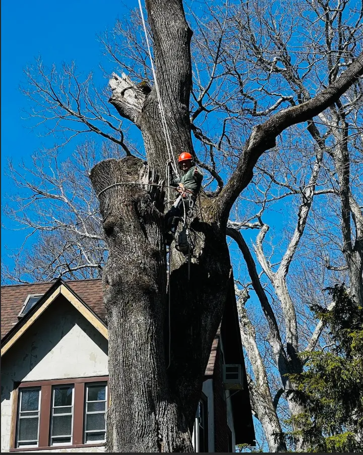 Worker in an orange helmet trimming a large tree beside a house under a clear blue sky