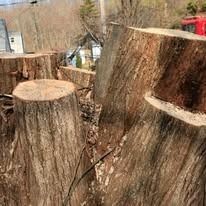 Several large tree stumps in a wooded outdoor area, one with a red object in the background