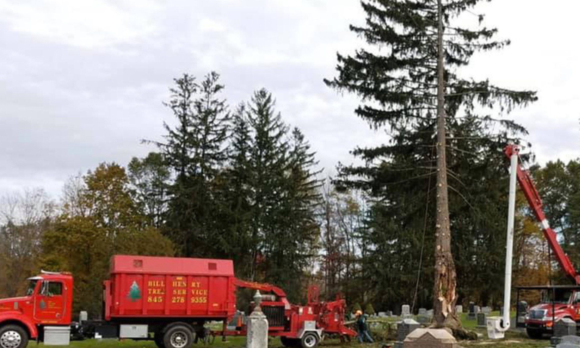 Red utility trucks and a crane working near large trees in a roadside cleanup or tree removal scene